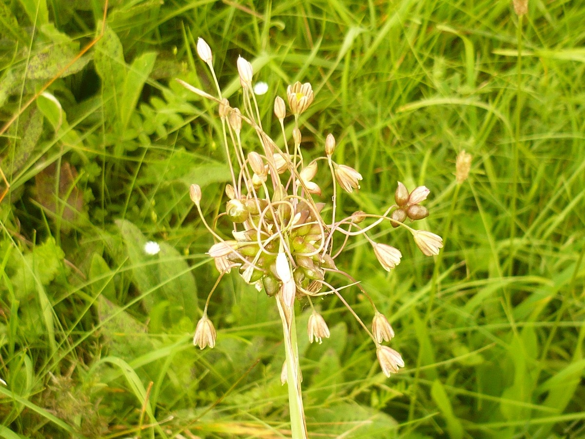 Allium oleraceum (Amaryllidaceae)